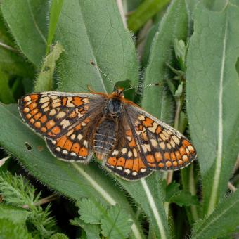 The endangered Marsh Fritillary Butterfly on a leaf. Credit Jim Asher